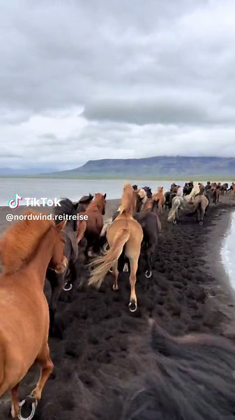 Reiten am schwarzen Strand in Island
