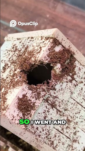 Termities are dangrous for your floor and roof, here's why.. #terragreen #termitecolony