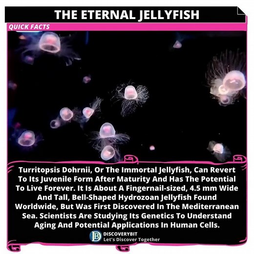 The Incredible Secret Of The Turritopsis Dohrnii Jellyfish