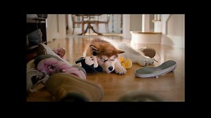 PetSmart TV Spot, 'Dog Types'