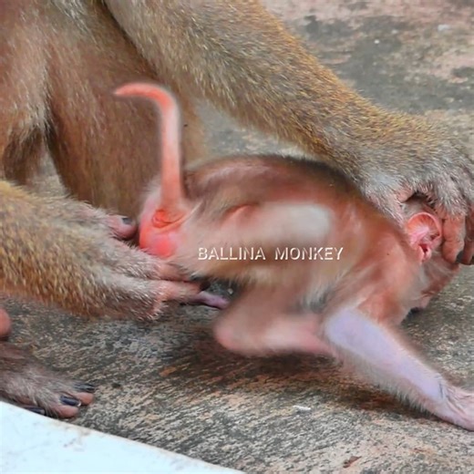 push baby out to lock milk #BALLINAMONKEY | Ballina Monkey