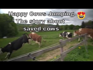 Happy Saved Cows Jumping for joy