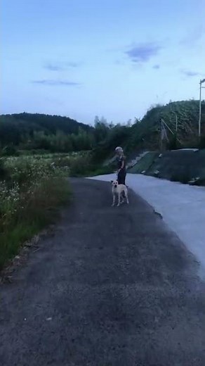 父ちゃんが大好きすぎて逃げるコタッチ⁉️ #Shorts