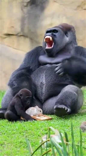 The gorilla was astonished by the little gorilla's Pandora's box! #unbelievably #gorilla #zoo #ai