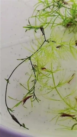 🔥 Fire Red Shrimp in Action | Super Bright Color | Live Aquarium Short 🦐🔥