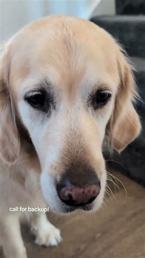 Lucie doesn't love spiders 😂 #goldenretriever #dog #dogs #dogshorts #doglife #doglife #funnyvideo