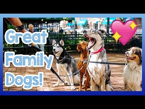 Top 5 Best Family Dogs! 5 of the Best Dog Breeds for Families and Children!