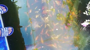 12K views · 869 reactions | Let me share this, when I started using aguatic plants as filter media my pet fishes became very active even during long power interruptions. Please share your thoughts. | Dexter's World | Facebook