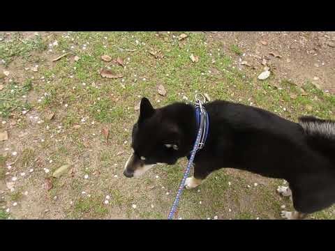 黒柴ワハハと笑える日々「柴犬と遊ぶ日々」2020.04.10