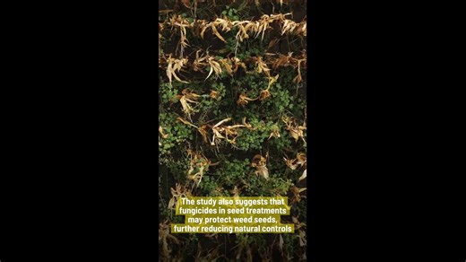 Insecticides: Could They Be Strengthening Weeds?.