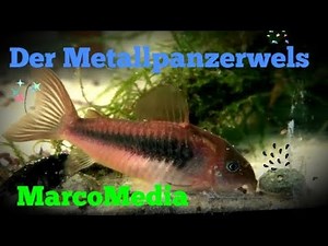Der Metallpanzerwels - Corydoras aeneus