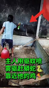 3.4M views · 1.7K reactions | 主人用驱蚊喷雾驱赶蟒蛇靠近他的鸡 #snake #python #chicken #蛇 #鸡 #蚊子 烈 | Brian Lee | Facebook