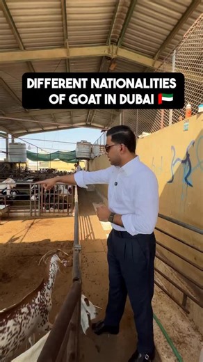 Discover the finest goat breeds from Somalia 🇸🇴 — now in the UAE! Starting from AED 1000–1200, experience premium quality with Nadeem’s exclusive selection. 🐐 | MLS UAE