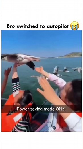 Birdio saving power and going into chill bird mode