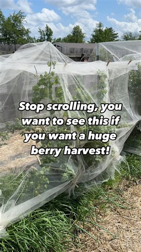Netting your berry patches is critical if you want to beat the birds to your ripe berries. They will literally eat you bone dry if given the opportunity… and I believe they have a sixth sense knowing just when to snack on the perfect one! I love my bird friends and love to give them all kinds of things to snack on, like native red chokeberries and seed. But dang dudes, you guys can be ruthless with these other yum yums. I get it! That’s where fine mesh netting comes in clutch. It deters the babi