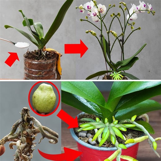 49K views · 390 reactions | Transform Your Orchid Plants With These Ideas✨ | DIY Balcony Garden | Facebook