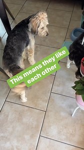 2.9K views | Why cats and dogs don't really like each other? . . #catsanddogs #catlovesdog #doglovecats #dog #doglife #catlife | Laguna Short Films | Facebook