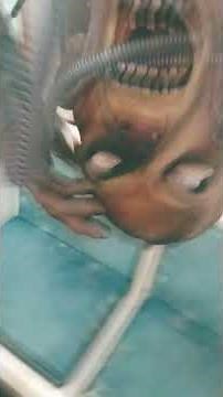 Spirit halloween tour must watch