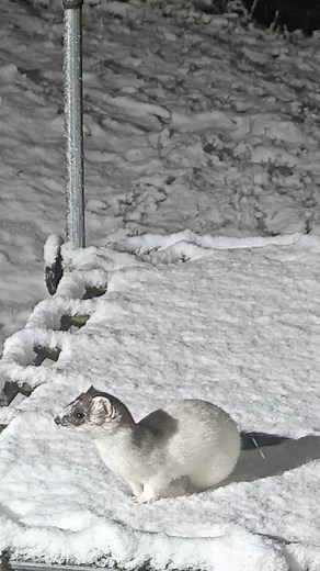 Happy Christmas. Here's Bandita the stoat on the trampoline❄🐾 #ChristmasDay #playtime #newtoy | Robert E Fuller