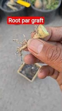 Adenium root ko kya se kya bna dia | west se top