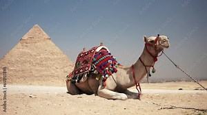 The camel lies on the sand in the desert with Pyramid of Khafre in the background. Most popular tourist attraction of Egypt