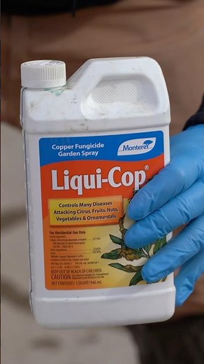 When to spray dormant oil? #gardening #dormantoil #fruittrees