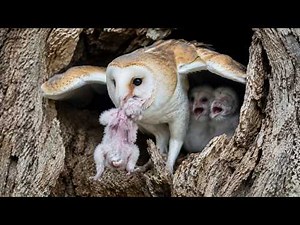Barn Owl: 120 Days From Egg to Survivor | Raised in the Dark