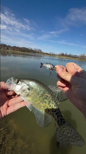 Tiny Lure vs Giant Crappie! 😱 Unexpected Catch 🎣