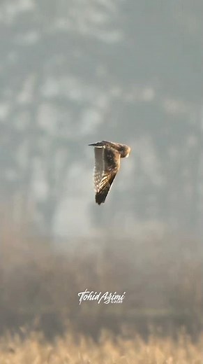Short-eared Owls mating and territorial behavior....#owls #shortearedowl #birdsofprey