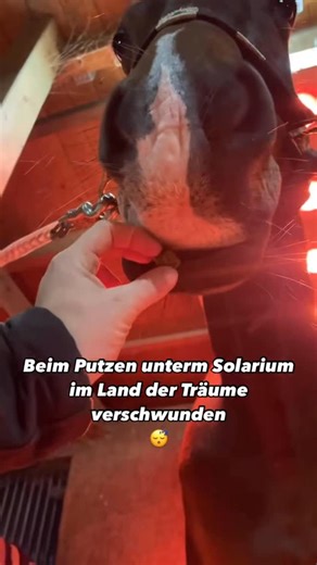 Carolin Schmidt on Instagram: "Auf einer Skala von 1 bis müde ist er heute Dornröschen.😴😴 #reitsport #pferde #müde #pferdeliebe #diehildeee"