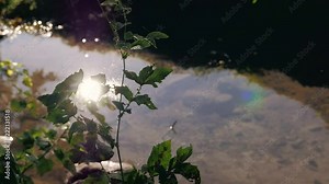 A gentle babbling brook in late spring. The sunshine reflecting in the water as a warm breeze runs gently through the branches of a near by tree, swaying them slowly.