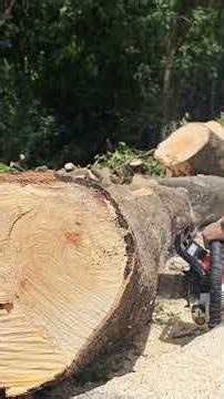 Outstanding performance of the Stihl 381 chainsaw #chainsaw #wood #trees #wood #stihl