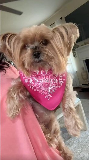 Grooming My Yorkie At Home #diy #yorkie #doggroomingtips #summer #dogs #home