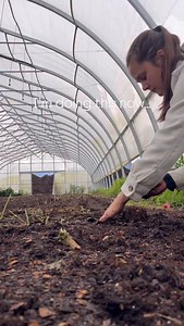 2.2K views · 91 reactions | Everyone’s favourite spring flower. Right? My first succession of ranunculus has been pre sprouted and planted. | Local Harvest Flowers | Facebook
