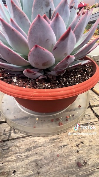 Mi instinto no me falla.#suculentas #plantok #plants #suclentascostarica #video #nematodos