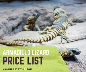 Armadillo Lizard Price at 5 Popular Pet Stores