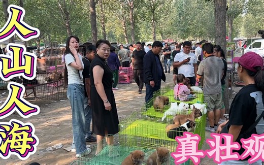 实拍本土最大狗市占地大约300多亩，每天走狗上万条，人山人海！