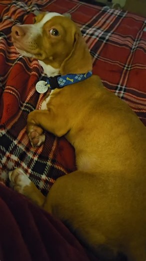 Love you Frankie baby #weiner #goodnight #dashhound #frankie #puppy