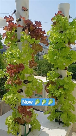 90 plants Multi-Tower System- 12 days Growth update #aeroponics #gardening #garden #plants