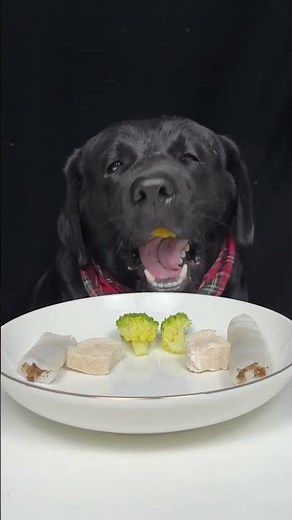 Hunger Showed Up Early. Labrador. Cute Pet Debut Plan