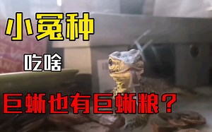 [Argus monitor]巨蜥粮了解一下？！！