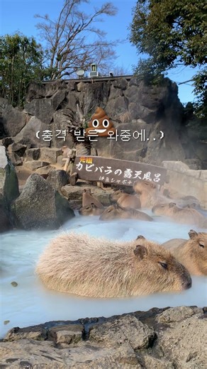 충격적인 카피바라의 실체 #capybara #카피바라