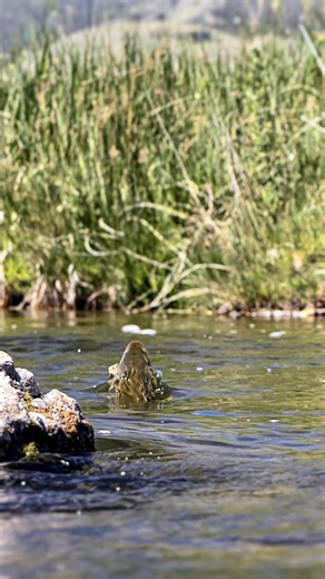 Catch Magazine on Instagram: "Fall is here. Looking back on late summer and early fall caddis hatches on the spring creeks I’ve visited. The dancing caddis is a favorite to capture up close, and here I was just feet away from a brown trout feeding and selectively picking off the bigger bugs one by one. … 🎥 @toddrmoen … @winstonrods @scientificanglers @lumixmpofficial … #cameraoperator #toddmoen #FlyFishingLife #NorthwestFishing #NatureInFocus #CatchAndRelease #FallOnTheCreek #FlyFishingC