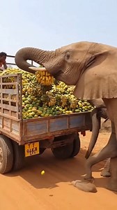 elephant stealing fruit! | Chris & Che Media