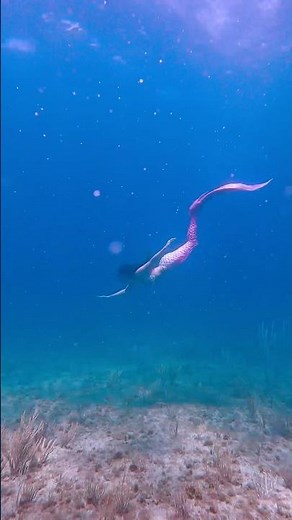 Magical Mermaid Fantasy! #mermaid #magical #fantasy #h2o #fairytale #mermaidtail #ocean #underwater