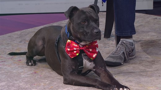 Petline9: Midnight is a true survivor who needs a loving home