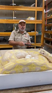1.5M views · 5.6K reactions | Pulling eggs sent ways easy especially when the mama snake is grumpy and over 200lb! She doesn’t know that without our help her eggs would have all died and never hatched! Someones gotta do the job! | The Reptile Zoo | Facebook
