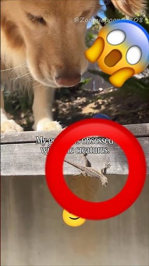 This cute golden retriever is so obsessed with little creatures