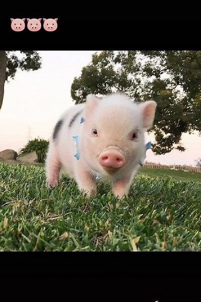 Adorable Piglets Having Fun in Playful Scenes