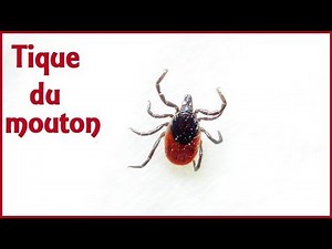 Ixodes ricinus - (Linnaeus, 1758) - (Ixodidae) - Tique du mouton - Arromanches/France - 06/2019